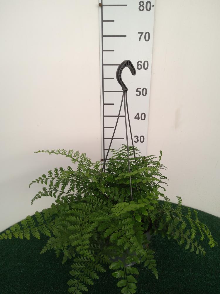 ASPLENIUM PARVATI BASKET BK20