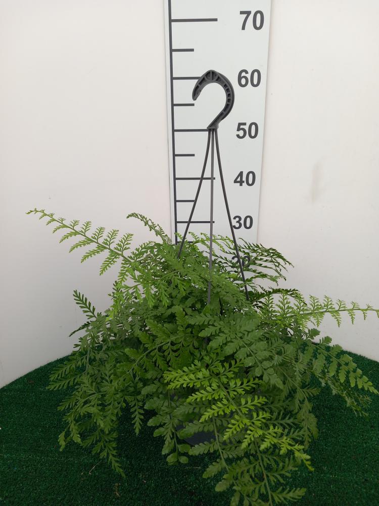 ASPLENIUM PARVATI BASKET BK20