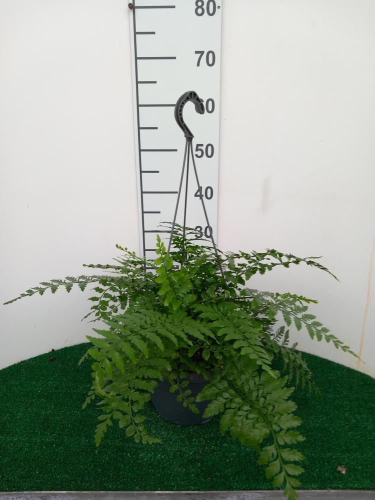ASPLENIUM PARVATI BASKET BK20