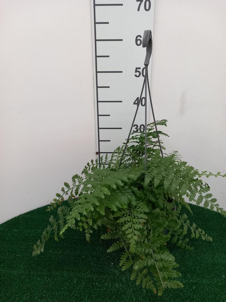 ASPLENIUM PARVATI BASKET BK20