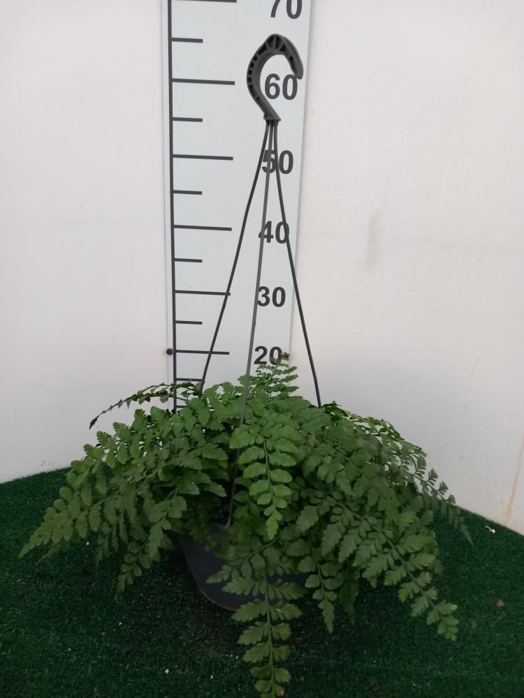 ASPLENIUM PARVATI BASKET BK20