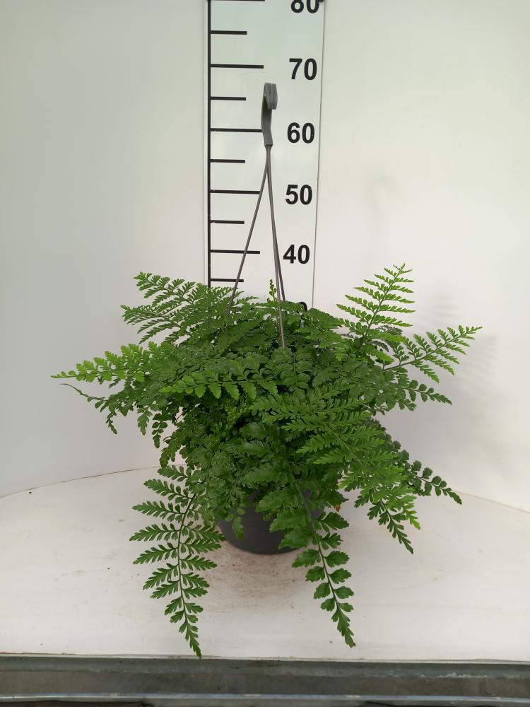ASPLENIUM PARVATI BASKET BK20