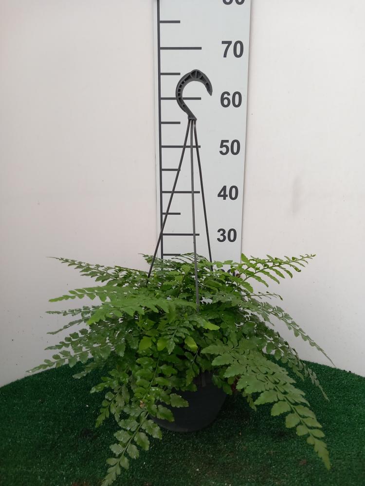 ASPLENIUM PARVATI BASKET BK20