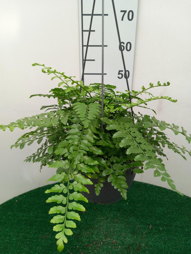 ASPLENIUM PARVATI BASKET BK20