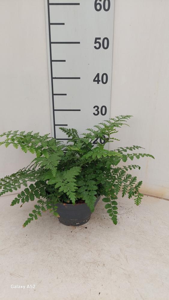 ASPLENIUM PARVATI CP17