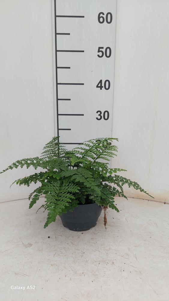 ASPLENIUM PARVATI CP17