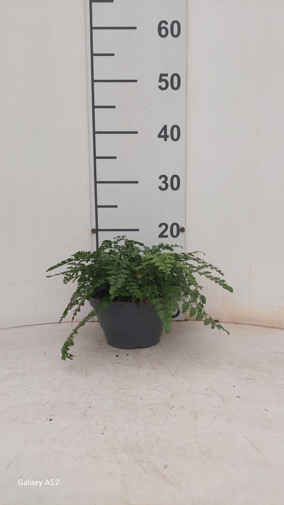 ASPLENIUM PARVATI CP17