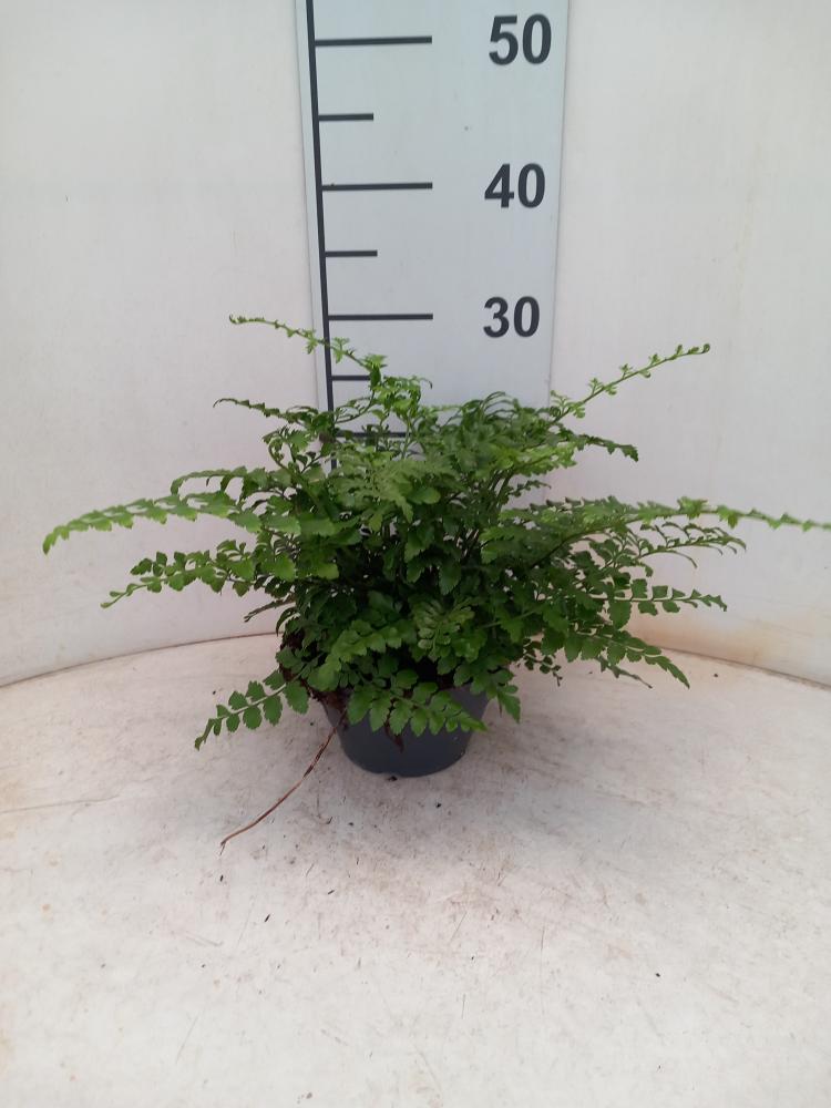 ASPLENIUM PARVATI CP17