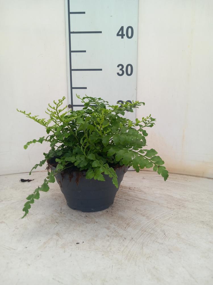 ASPLENIUM PARVATI CP17