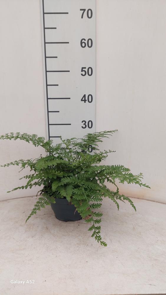 ASPLENIUM PARVATI CP17