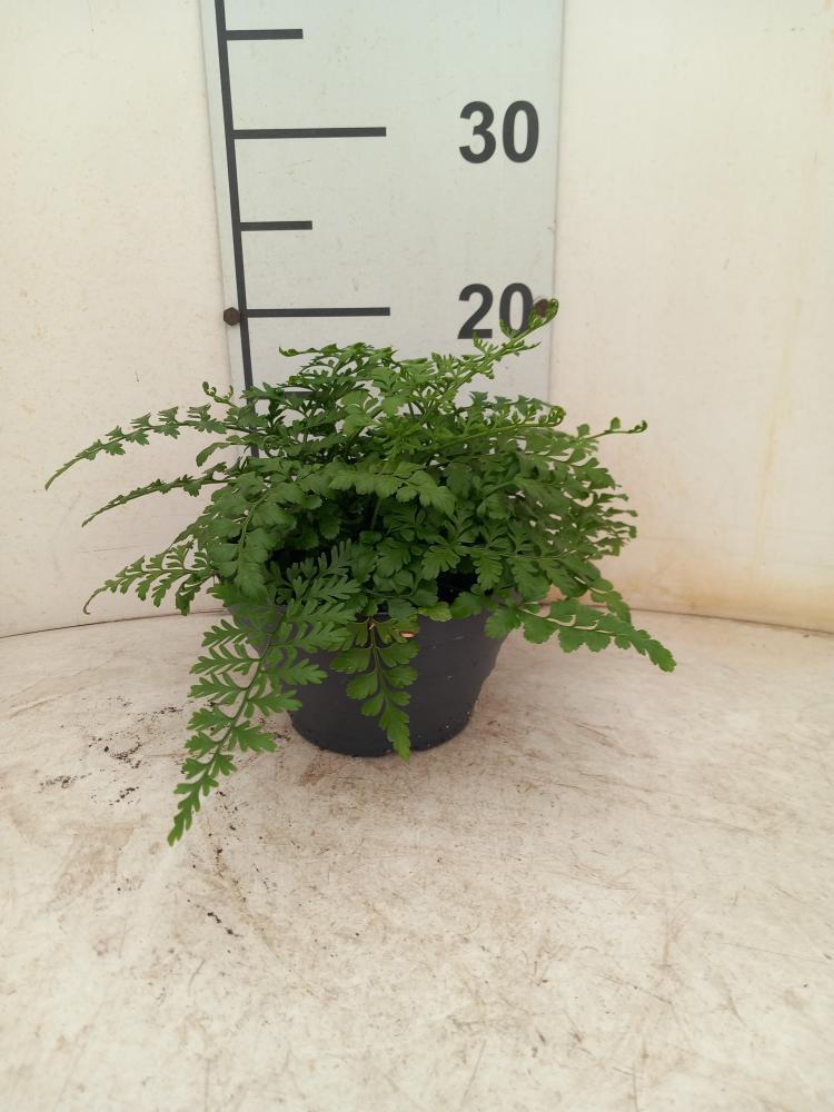 ASPLENIUM PARVATI CP17