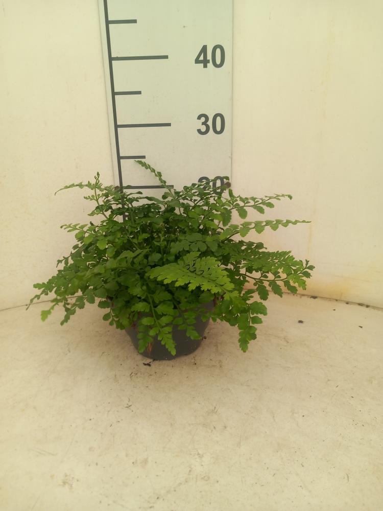 ASPLENIUM PARVATI CP17