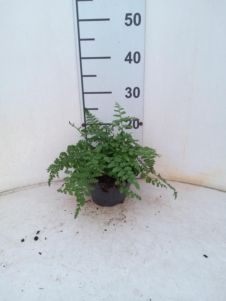 ASPLENIUM PARVATI CP17