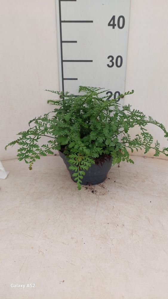 ASPLENIUM PARVATI CP17