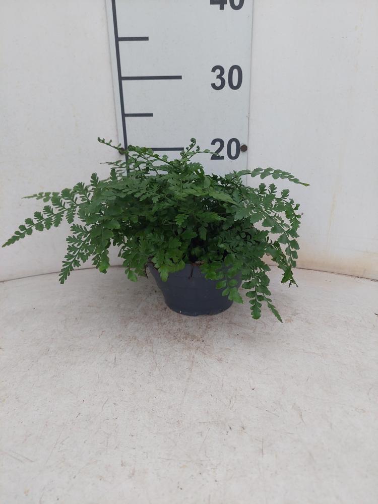 ASPLENIUM PARVATI CP17