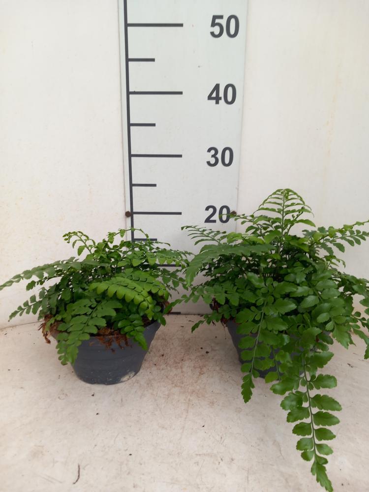 ASPLENIUM PARVATI CP17