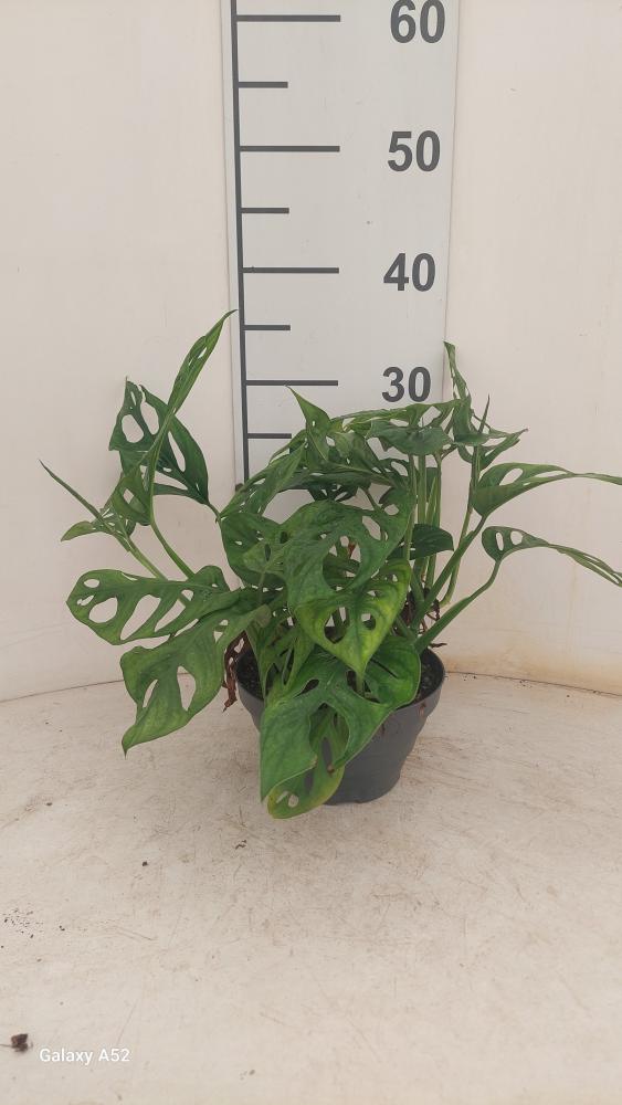 MONSTERA ADANSONII CP17