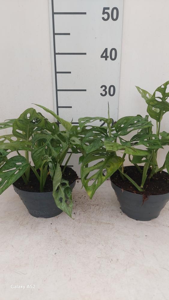 MONSTERA ADANSONII CP17