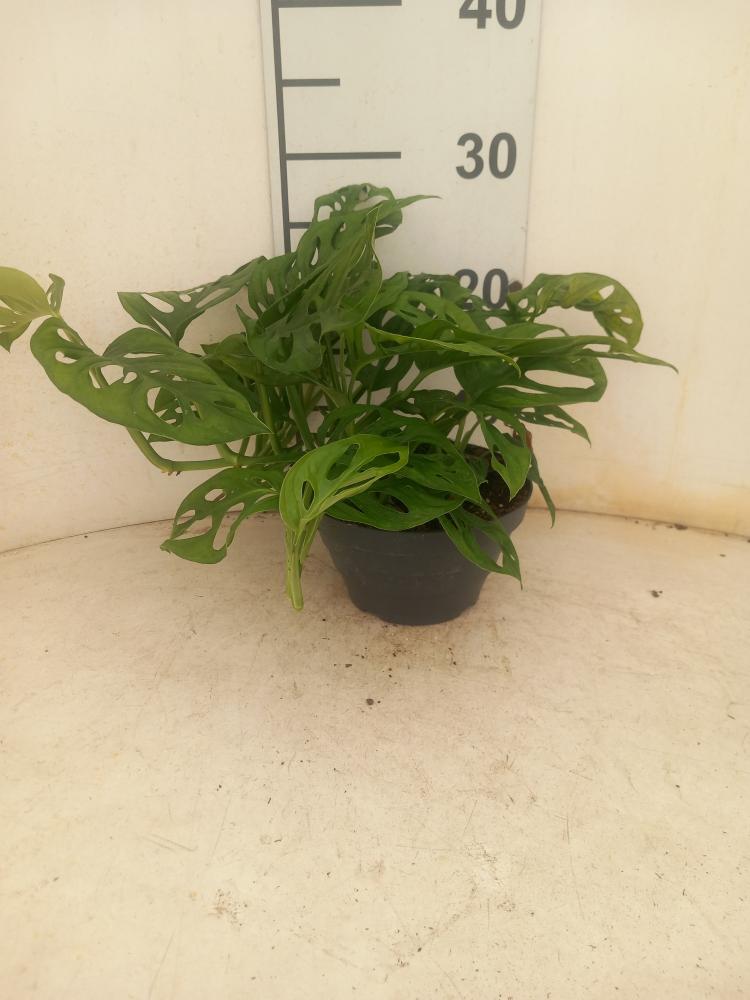 MONSTERA ADANSONII CP17