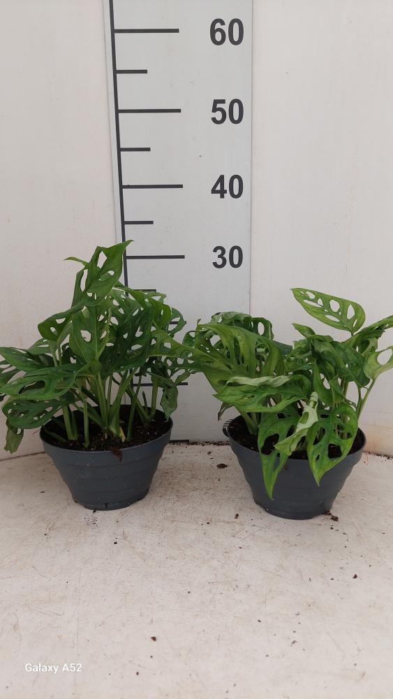 MONSTERA ADANSONII CP17