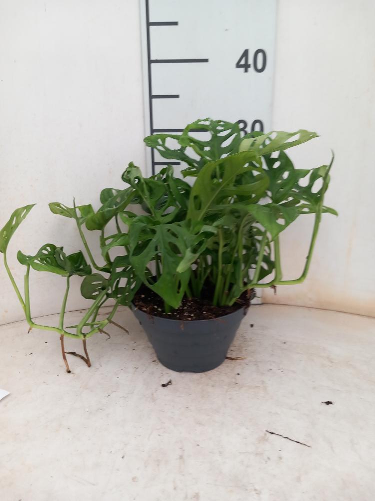MONSTERA ADANSONII CP17