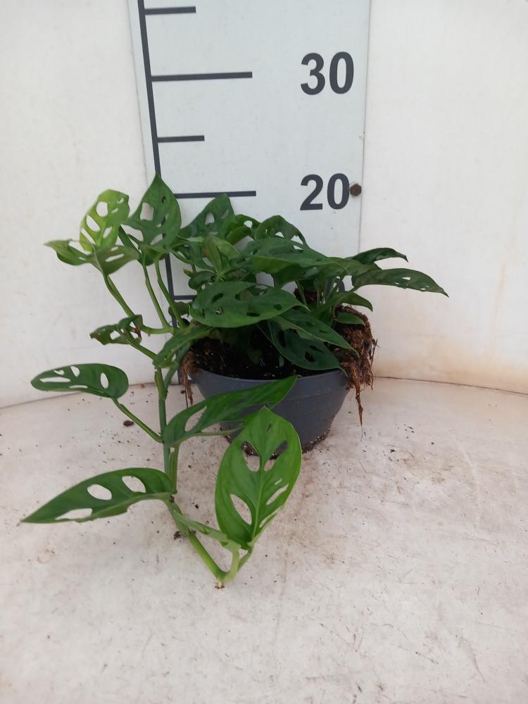 MONSTERA ADANSONII CP17