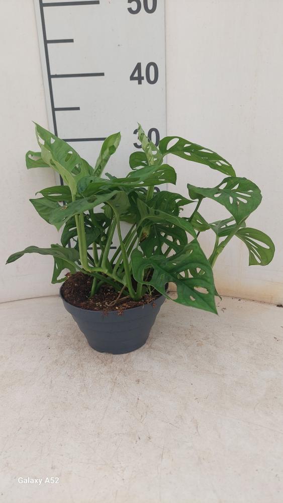 MONSTERA ADANSONII CP17