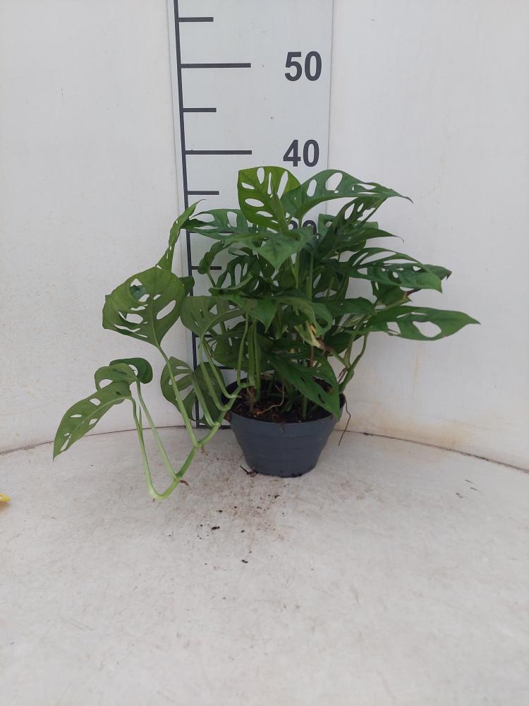 MONSTERA ADANSONII CP17