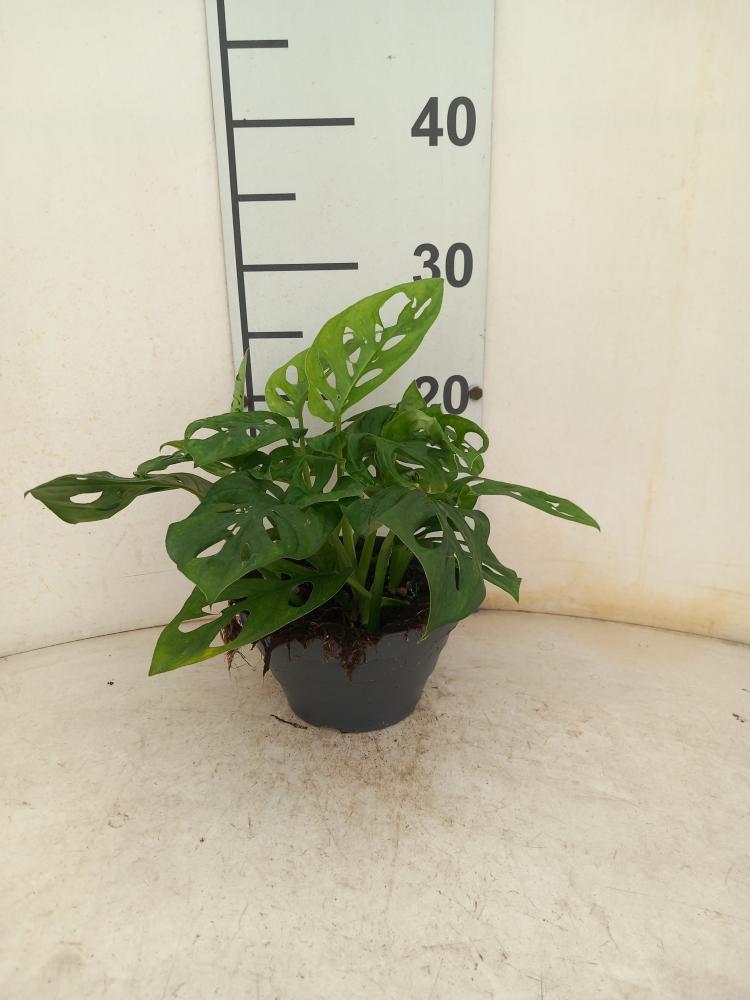 MONSTERA ADANSONII CP17