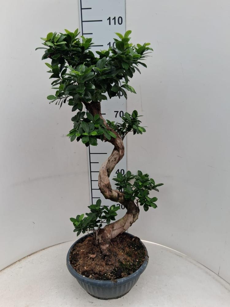 FICUS GINSENG S-TYPE H70/80 CP35
