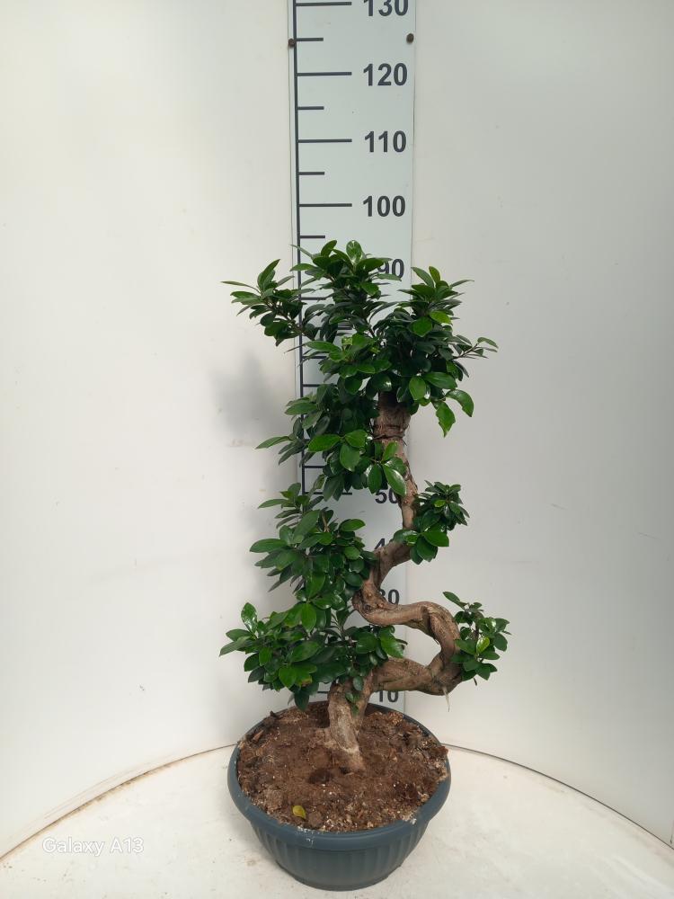 FICUS GINSENG S-TYPE H70/80 CP35