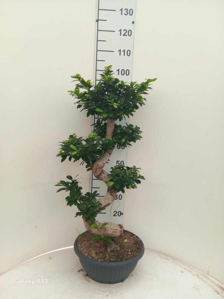 FICUS GINSENG S-TYPE H70/80 CP35