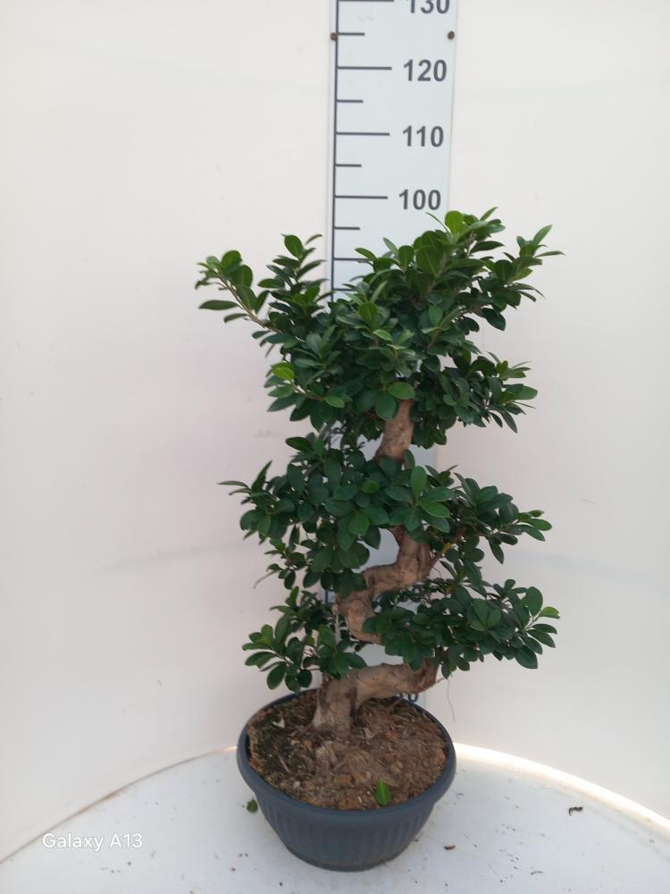 FICUS GINSENG S-TYPE H70/80 CP35