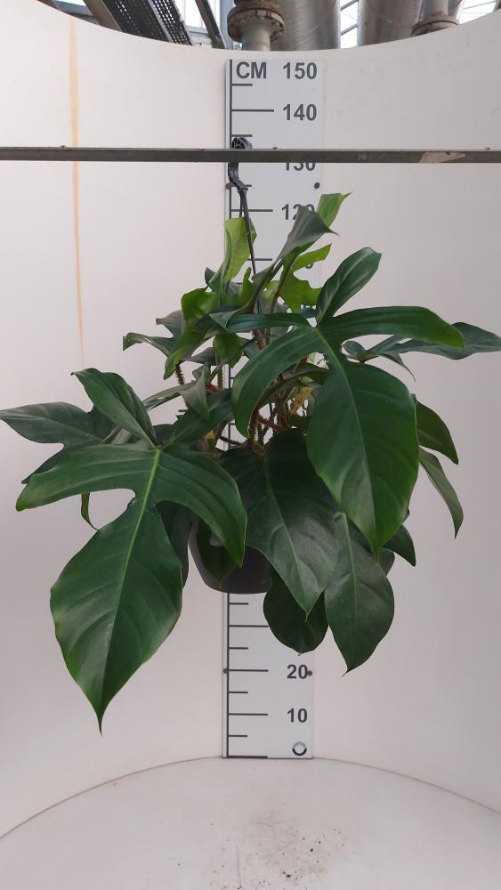 PHILODENDRON SQUAMIFER. BASKET BK20