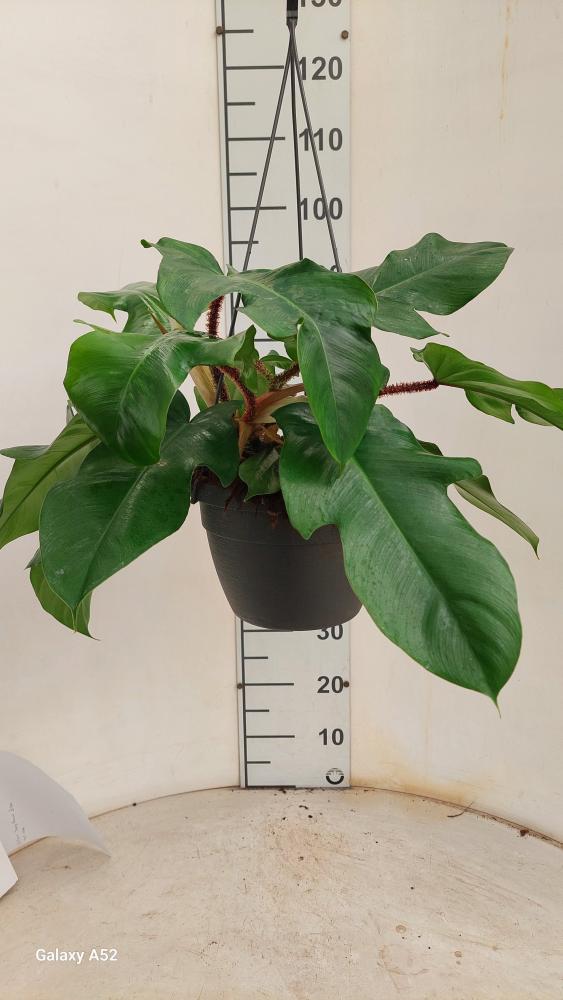PHILODENDRON SQUAMIFER. BASKET BK20