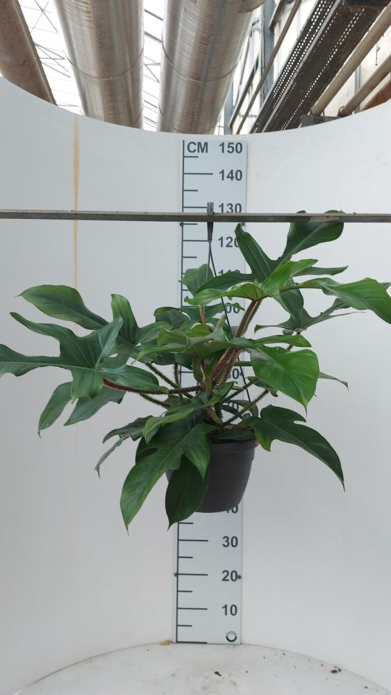PHILODENDRON SQUAMIFER. BASKET BK20