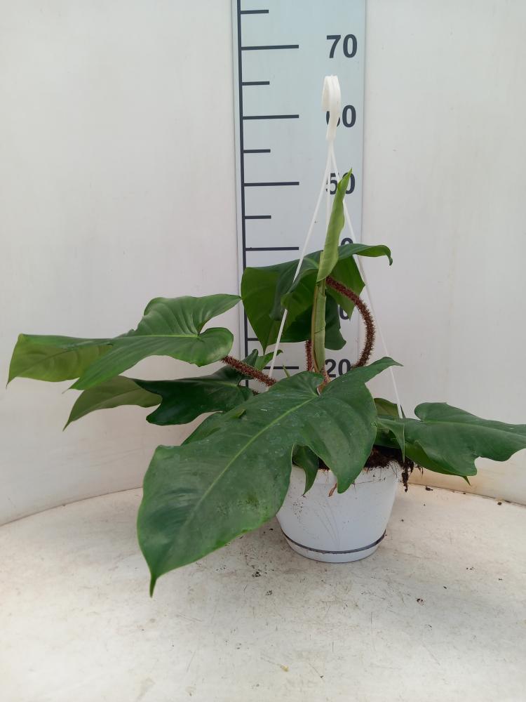 PHILODENDRON SQUAMIFER. BASKET BK20