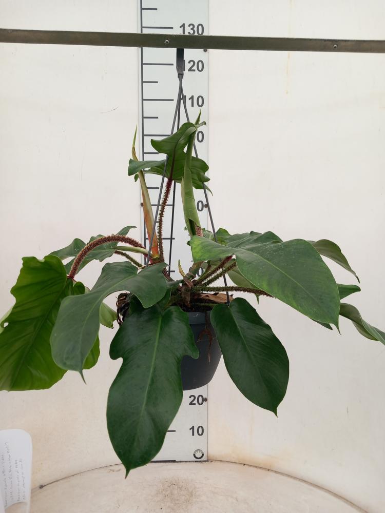 PHILODENDRON SQUAMIFER. BASKET BK20