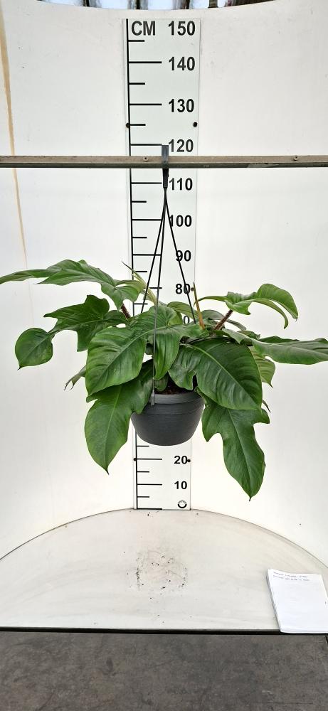 PHILODENDRON SQUAMIFER. BASKET BK20