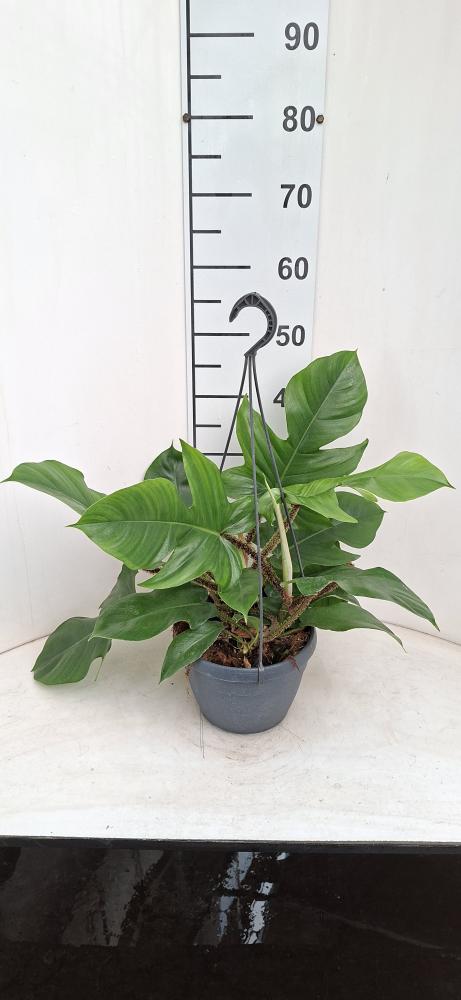 PHILODENDRON SQUAMIFER. BASKET BK20