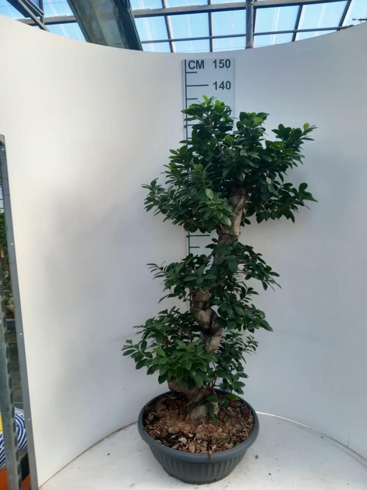 FICUS GINSENG S-TYPE H110/120 CP45