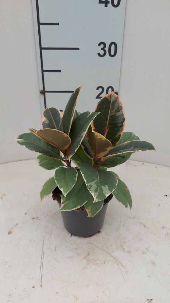FICUS TINEKE SPRAY VP12