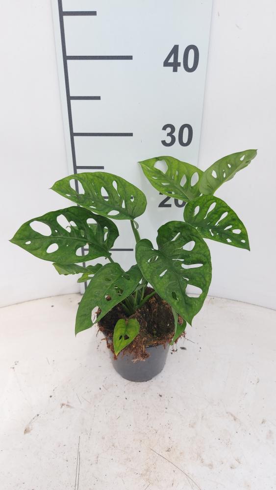 MONSTERA ADANSONII VP12