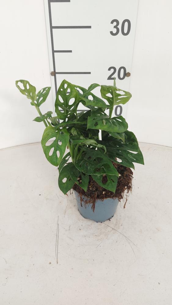 MONSTERA ADANSONII VP12