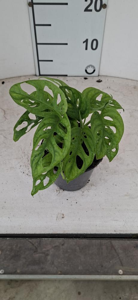 MONSTERA ADANSONII VP12