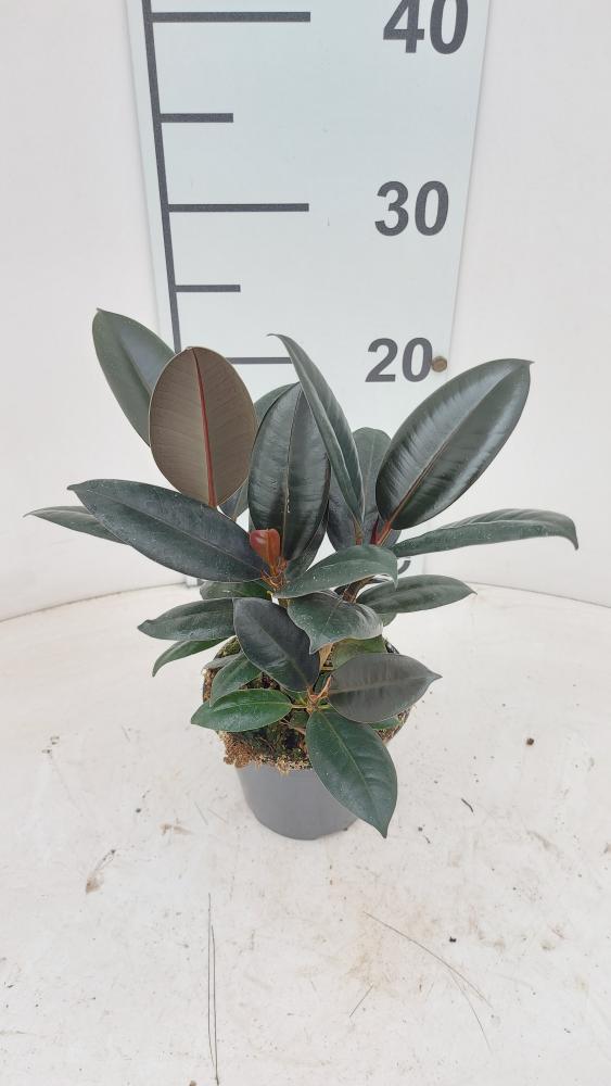 FICUS ABIDJAN SPRAY VP12