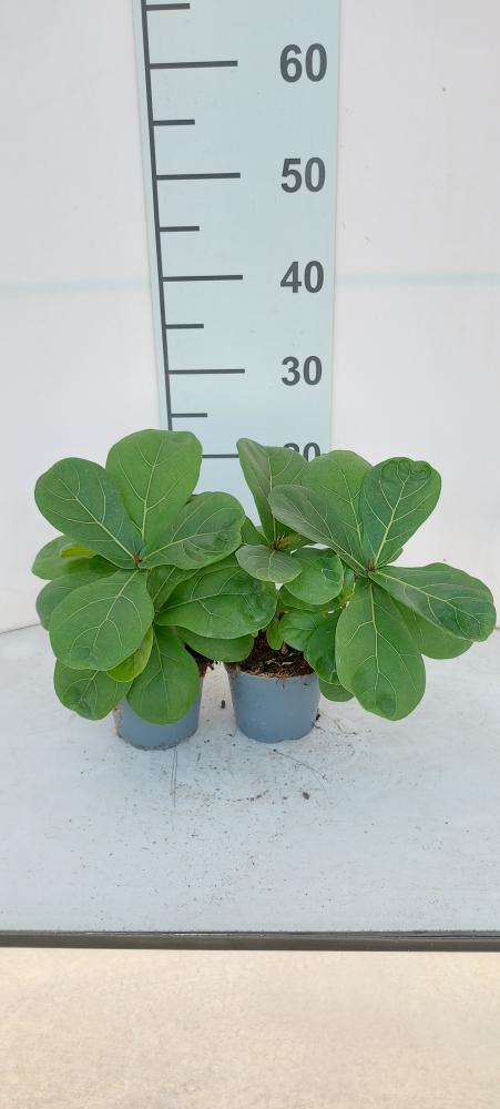 FICUS LYRATA SPRAY VP12