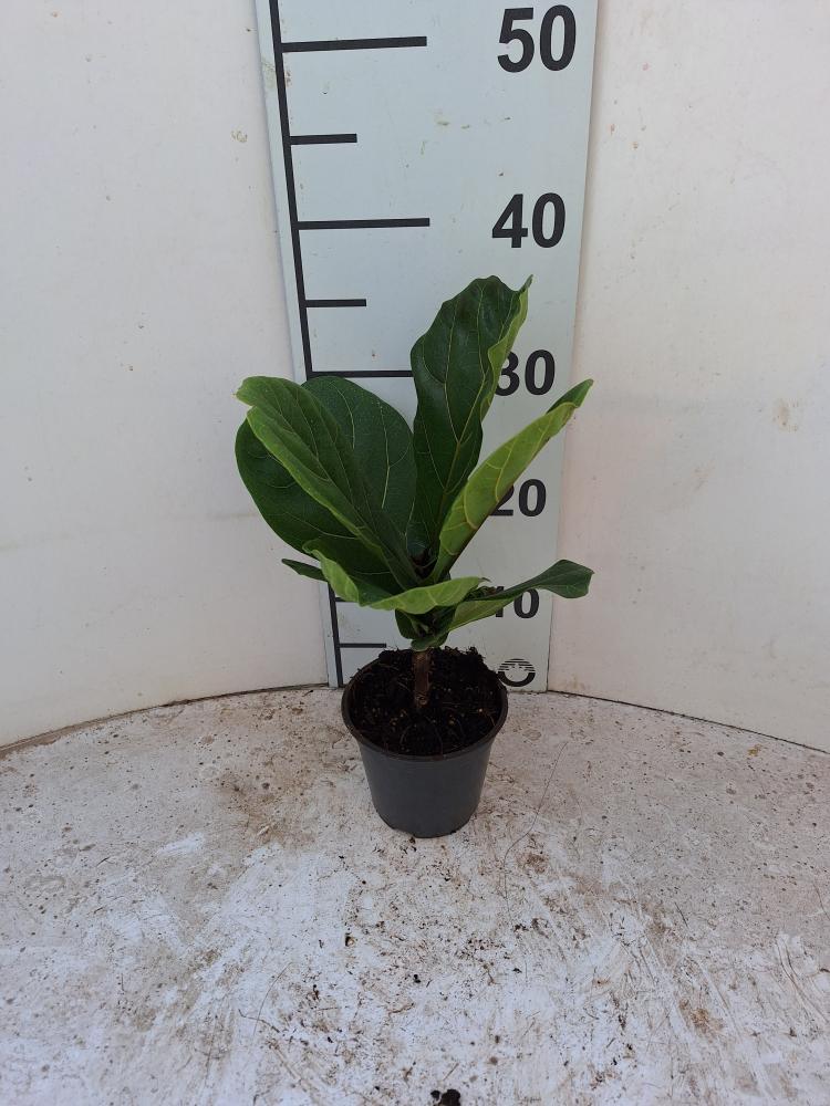 FICUS LYRATA SPRAY VP12
