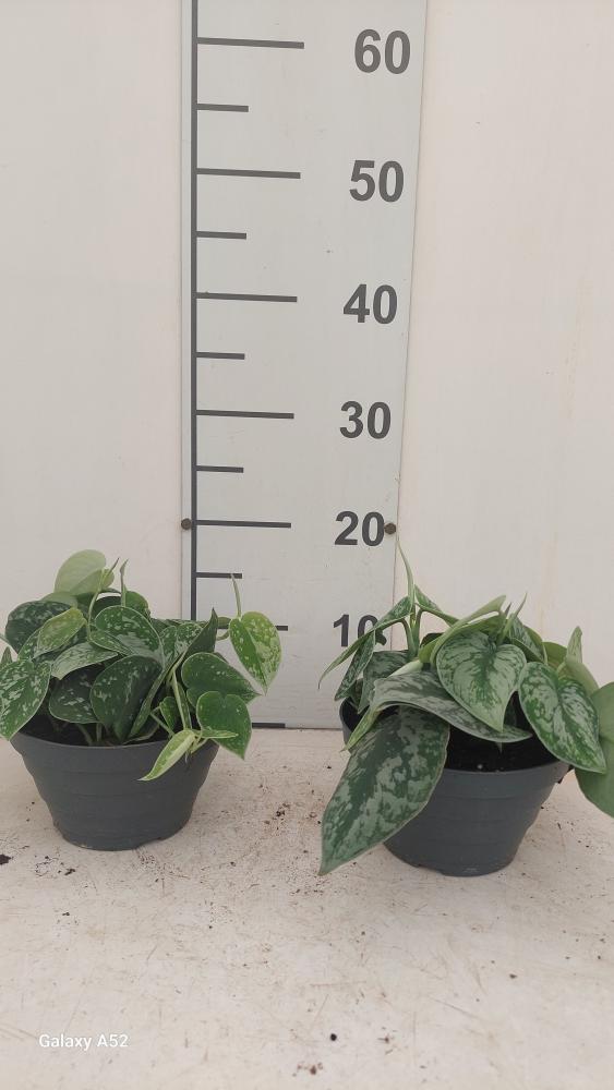 SCINDAPSUS PICTUM S. ANN CP17