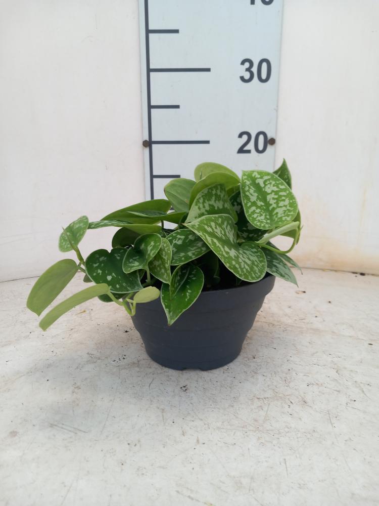 SCINDAPSUS PICTUM S. ANN CP17